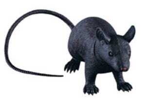 Jumbo Rubber Rat